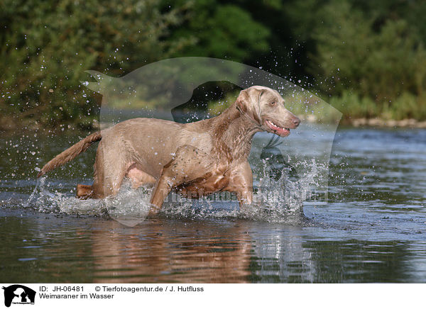 Weimaraner im Wasser / Weimaraner in water / JH-06481