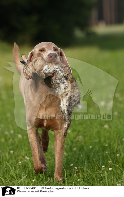 Weimaraner mit Kaninchen / Weimaraner with rabbit / JH-06491
