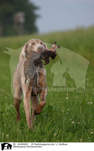 Weimaraner mit Kaninchen / Weimaraner with rabbit / JH-06492