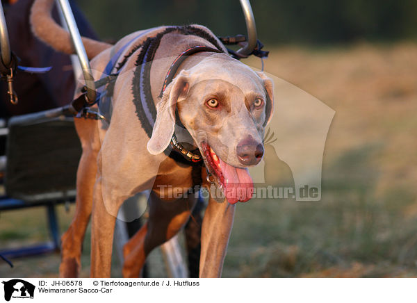 Weimaraner Sacco-Car / Weimaraner Sacco-Car / JH-06578