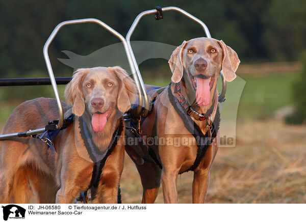 Weimaraner Sacco-Car / Weimaraner Sacco-Car / JH-06580