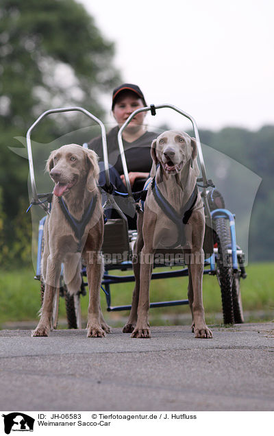 Weimaraner Sacco-Car / Weimaraner Sacco-Car / JH-06583