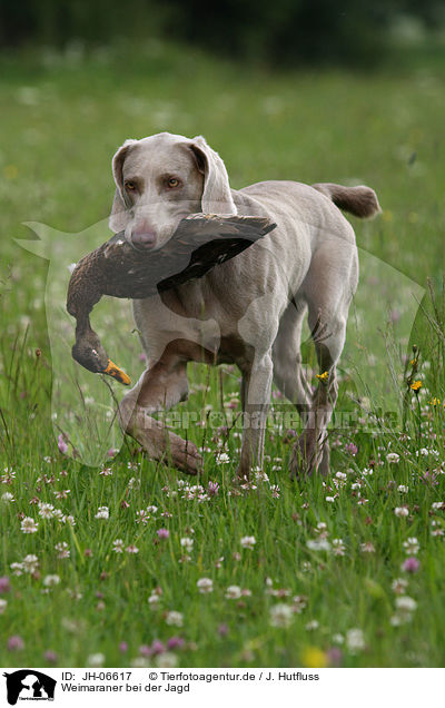 Weimaraner bei der Jagd / Weimaraner at hunting / JH-06617