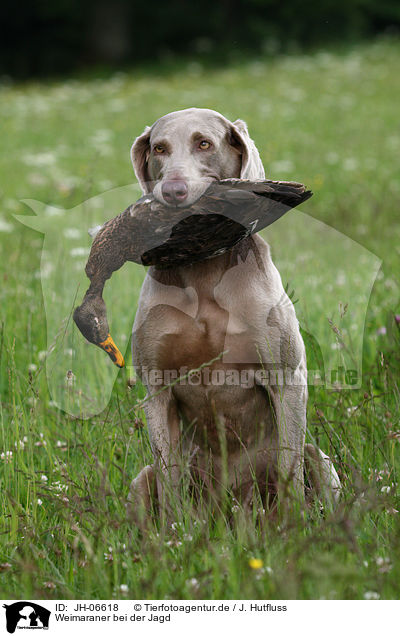 Weimaraner bei der Jagd / Weimaraner at hunting / JH-06618