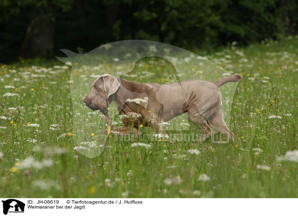 Weimaraner bei der Jagd / Weimaraner at hunting / JH-06619