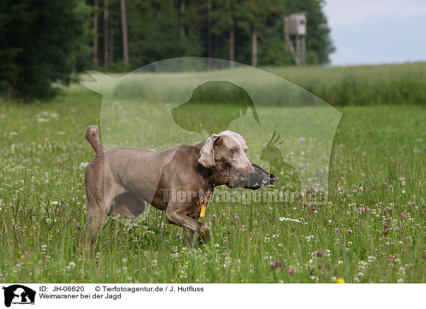 Weimaraner bei der Jagd / Weimaraner at hunting / JH-06620