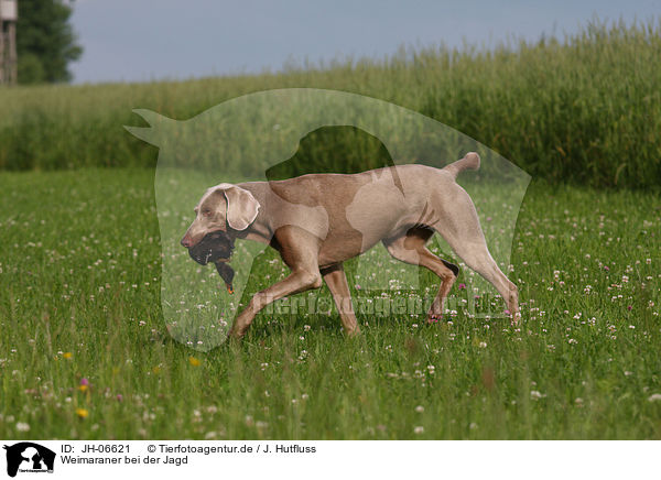Weimaraner bei der Jagd / Weimaraner at hunting / JH-06621