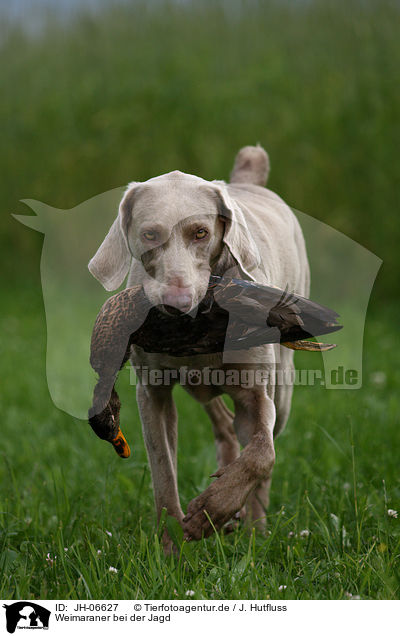 Weimaraner bei der Jagd / Weimaraner at hunting / JH-06627