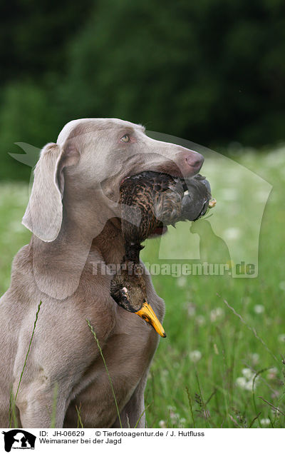 Weimaraner bei der Jagd / Weimaraner at hunting / JH-06629