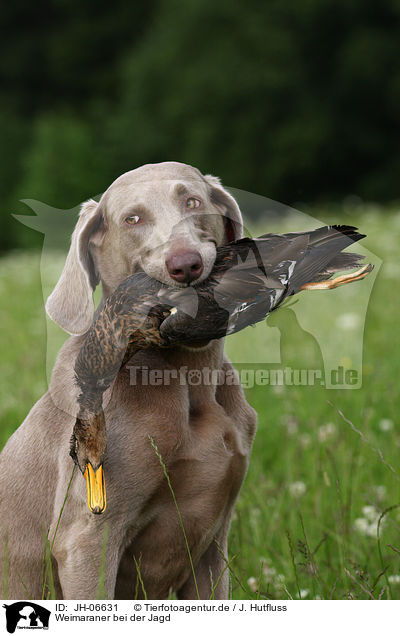 Weimaraner bei der Jagd / Weimaraner at hunting / JH-06631