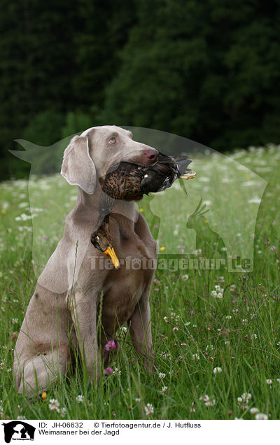 Weimaraner bei der Jagd / Weimaraner at hunting / JH-06632