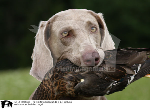 Weimaraner bei der Jagd / Weimaraner at hunting / JH-06633