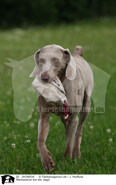 Weimaraner bei der Jagd / Weimaraner at hunting / JH-06634