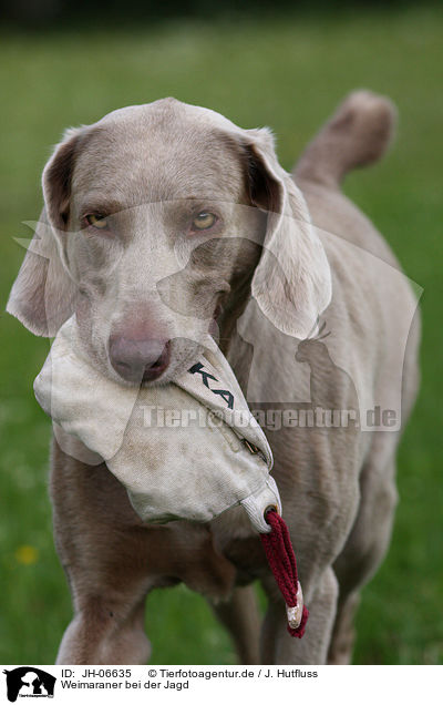Weimaraner bei der Jagd / Weimaraner at hunting / JH-06635