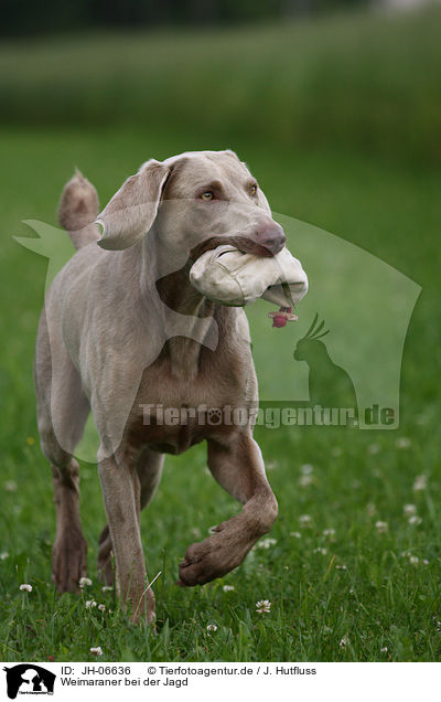 Weimaraner bei der Jagd / Weimaraner at hunting / JH-06636