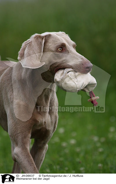 Weimaraner bei der Jagd / Weimaraner at hunting / JH-06637