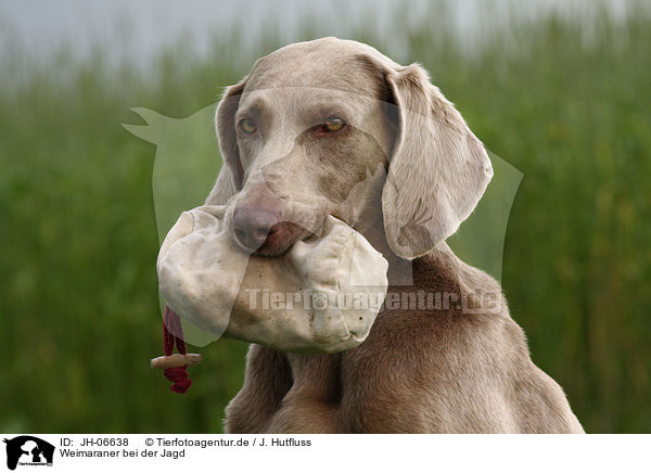 Weimaraner bei der Jagd / Weimaraner at hunting / JH-06638