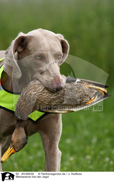 Weimaraner bei der Jagd / Weimaraner at hunting / JH-06639