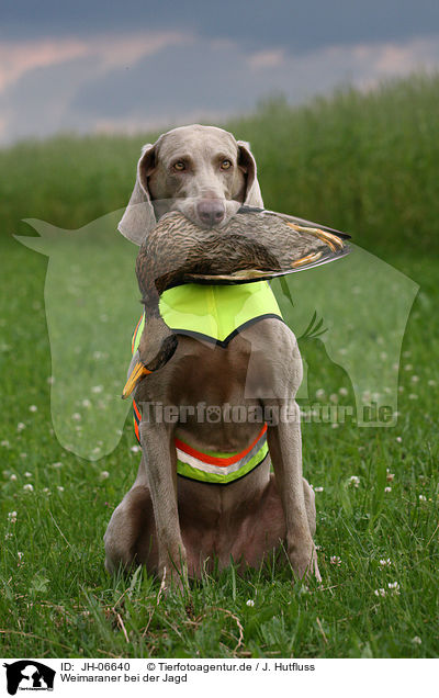 Weimaraner bei der Jagd / Weimaraner at hunting / JH-06640