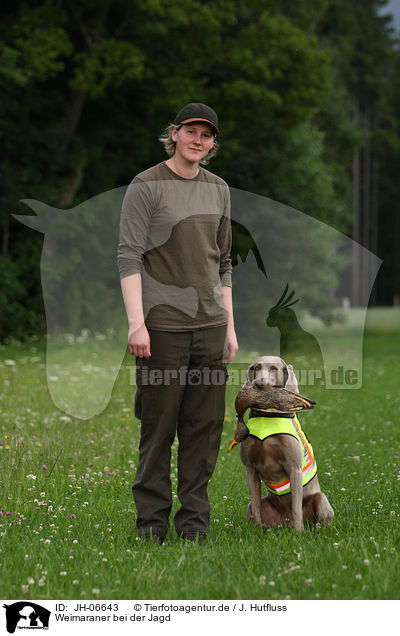 Weimaraner bei der Jagd / Weimaraner at hunting / JH-06643