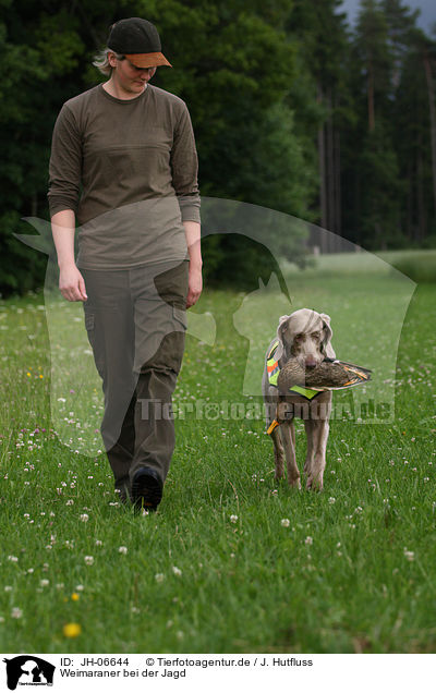 Weimaraner bei der Jagd / Weimaraner at hunting / JH-06644