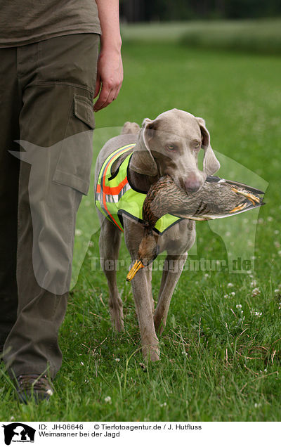 Weimaraner bei der Jagd / Weimaraner at hunting / JH-06646