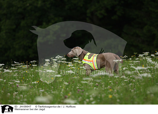 Weimaraner bei der Jagd / Weimaraner at hunting / JH-06647