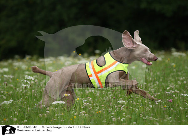 Weimaraner bei der Jagd / Weimaraner at hunting / JH-06648