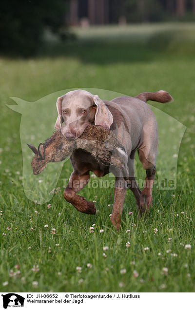 Weimaraner bei der Jagd / Weimaraner at hunting / JH-06652