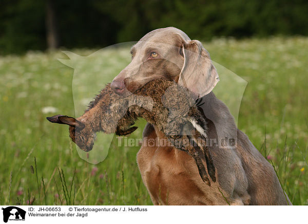 Weimaraner bei der Jagd / Weimaraner at hunting / JH-06653