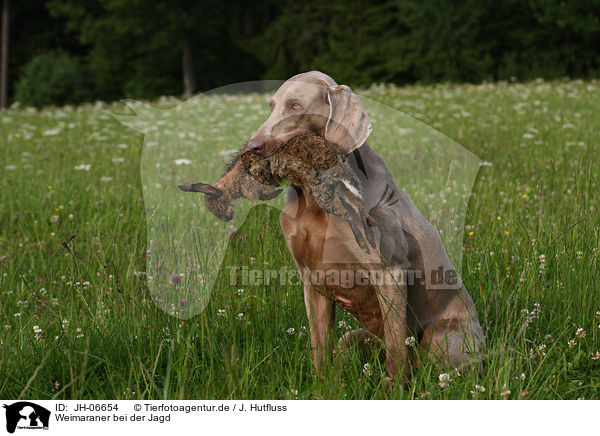 Weimaraner bei der Jagd / Weimaraner at hunting / JH-06654