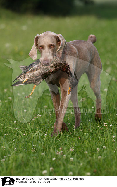 Weimaraner bei der Jagd / Weimaraner at hunting / JH-06657