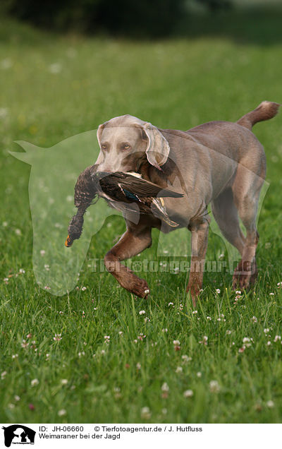 Weimaraner bei der Jagd / Weimaraner at hunting / JH-06660