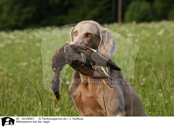 Weimaraner bei der Jagd / Weimaraner at hunting / JH-06661