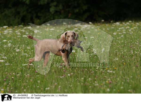 Weimaraner bei der Jagd / Weimaraner at hunting / JH-06662