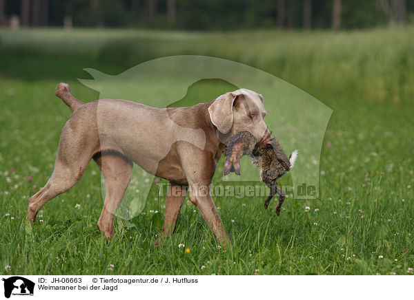Weimaraner bei der Jagd / Weimaraner at hunting / JH-06663