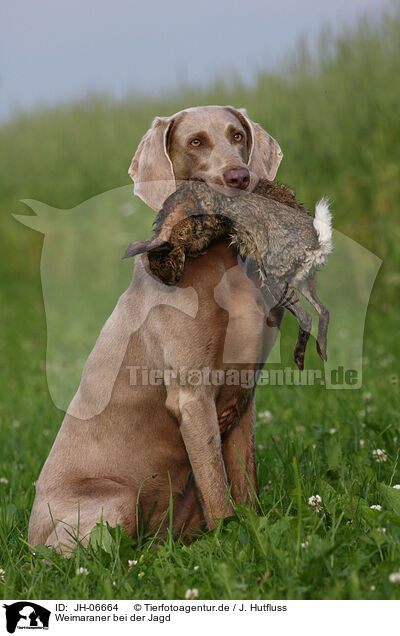 Weimaraner bei der Jagd / Weimaraner at hunting / JH-06664