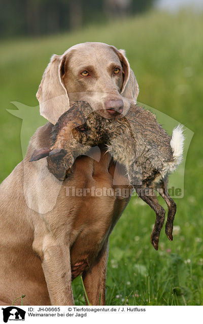 Weimaraner bei der Jagd / Weimaraner at hunting / JH-06665
