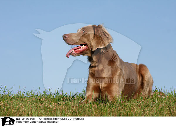 liegender Langhaarweimaraner / lying longhaired weimaraner / JH-07695