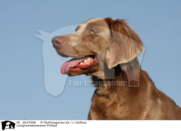 Langhaarweimaraner Portrait / longhaired weimaraner portrait / JH-07698