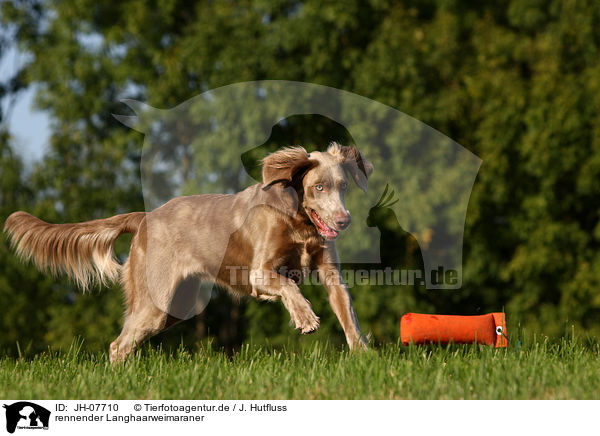 rennender Langhaarweimaraner / running longhaired weimaraner / JH-07710