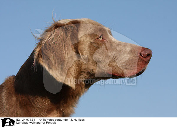 Langhaarweimaraner Portrait / longhaired weimaraner portrait / JH-07721