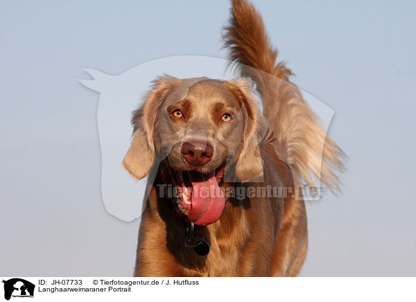 Langhaarweimaraner Portrait / longhaired weimaraner portrait / JH-07733
