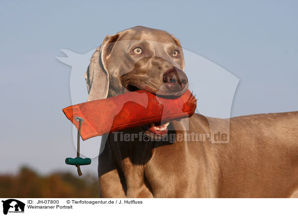 Weimaraner Portrait / Weimaraner Portrait / JH-07800