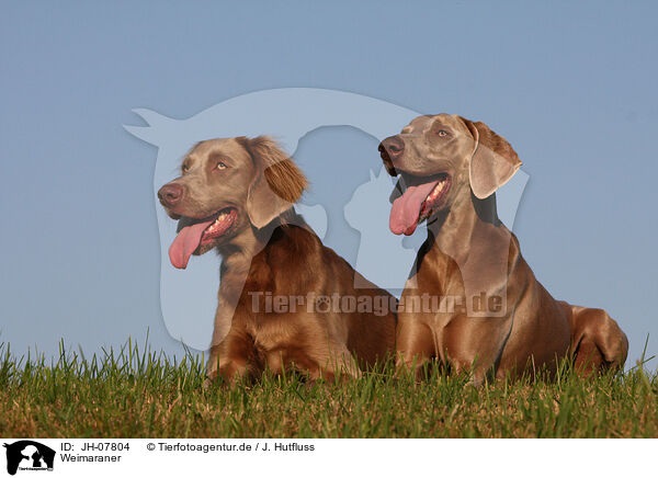 Weimaraner / Weimaraner / JH-07804