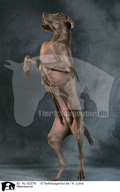 Weimaraner / Weimaraner / KL-02278
