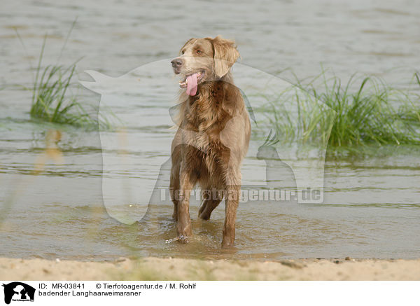 badender Langhaarweimaraner / bathing longhaired Weimaraner / MR-03841