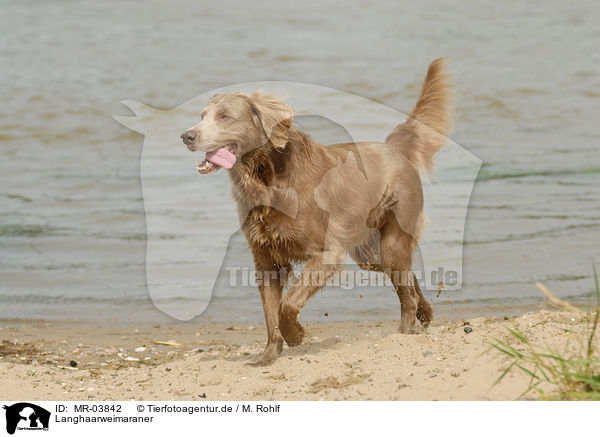 Langhaarweimaraner / longhaired Weimaraner / MR-03842