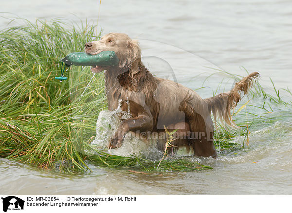 badender Langhaarweimaraner / bathing longhaired Weimaraner / MR-03854
