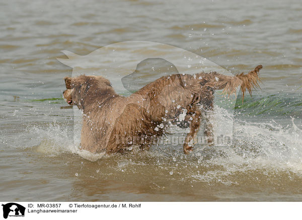 Langhaarweimaraner / longhaired Weimaraner / MR-03857